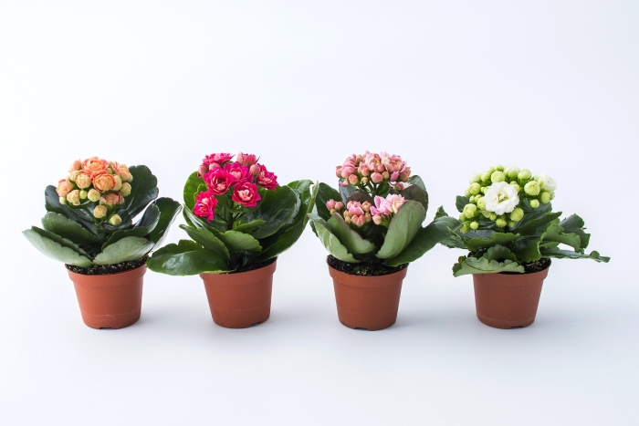 Каланхоэ мини микс