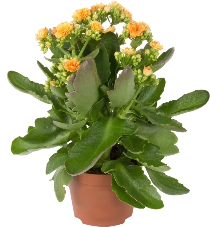 Каланхоэ каландива