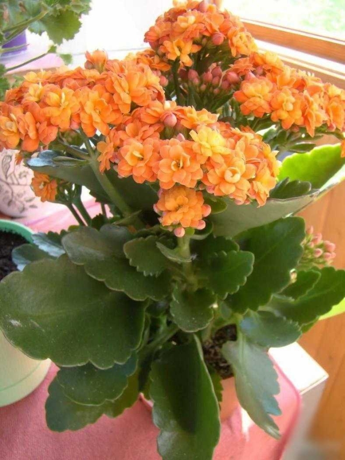 Каланхоэ блоссфельда оранжевый