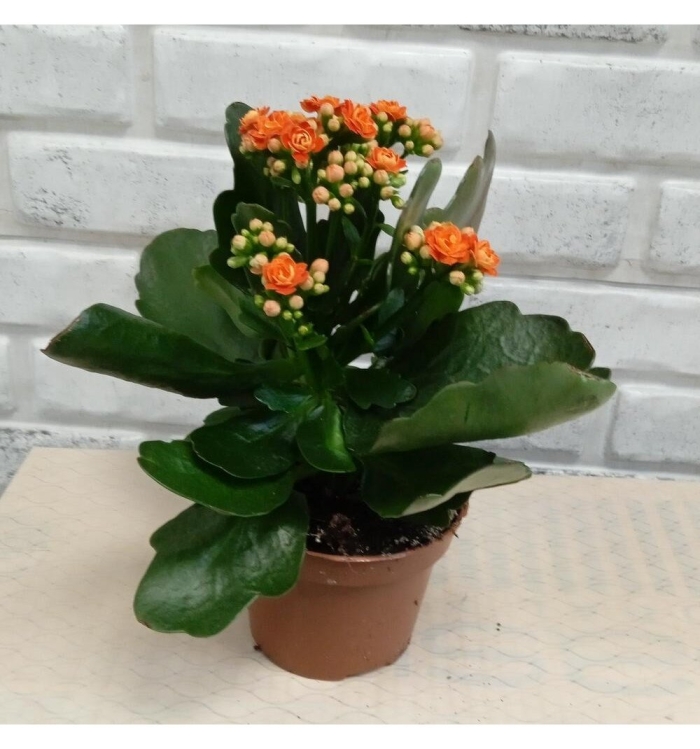 Каланхоэ каландива оранж