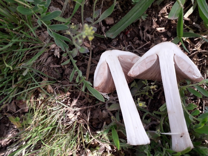 Volvariella gloiocephala