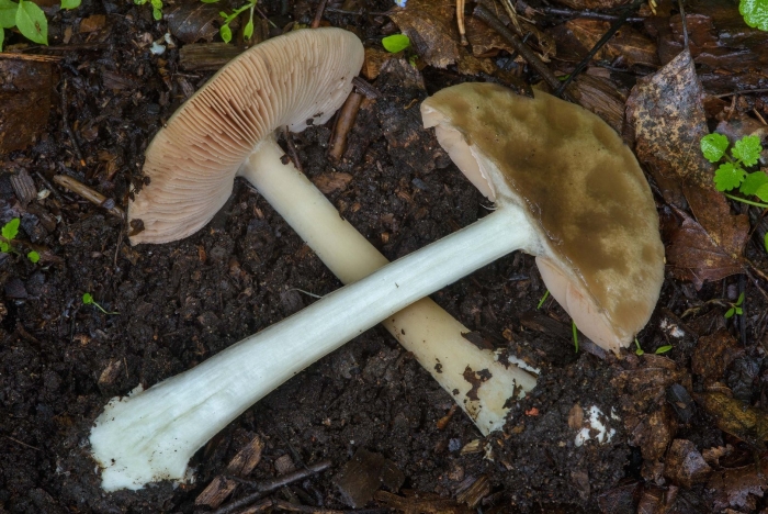 Вольвариелла слизистоголовая