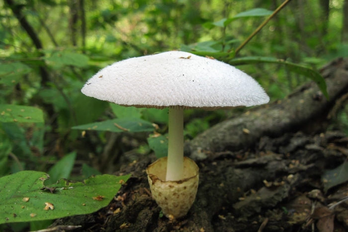 Вольвариелла шелковистая гриб