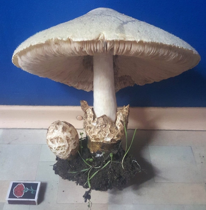 Гриб зонтик пёстрый macrolepiota procera