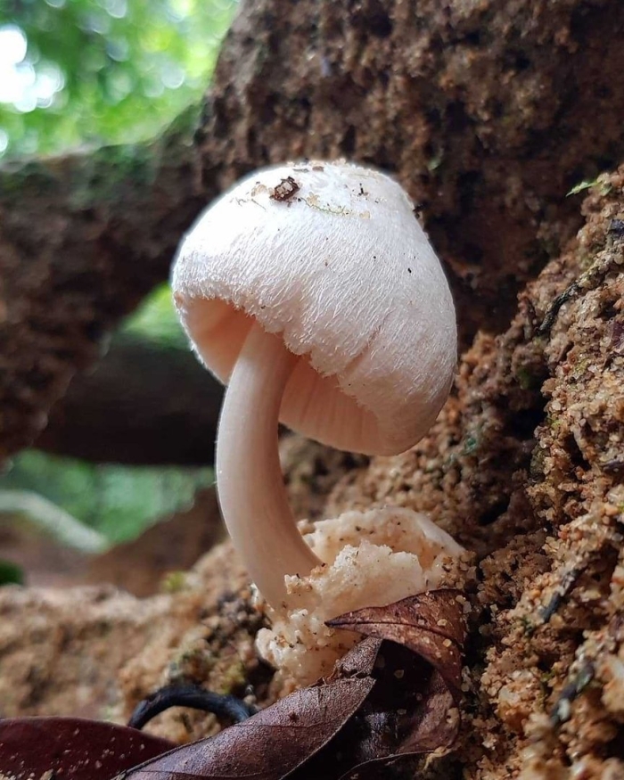 Вольвариелла бомбицина