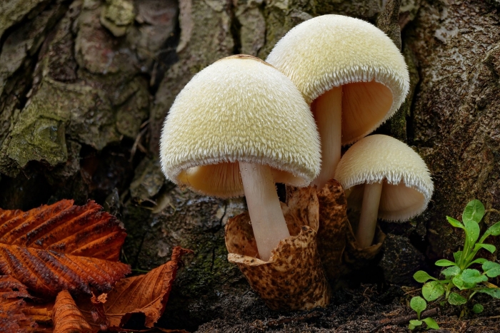 Volvariella bombycina