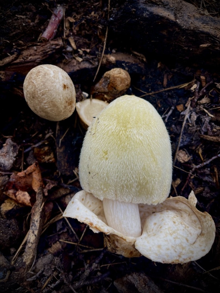 Гриб вольвариелла шелковистая