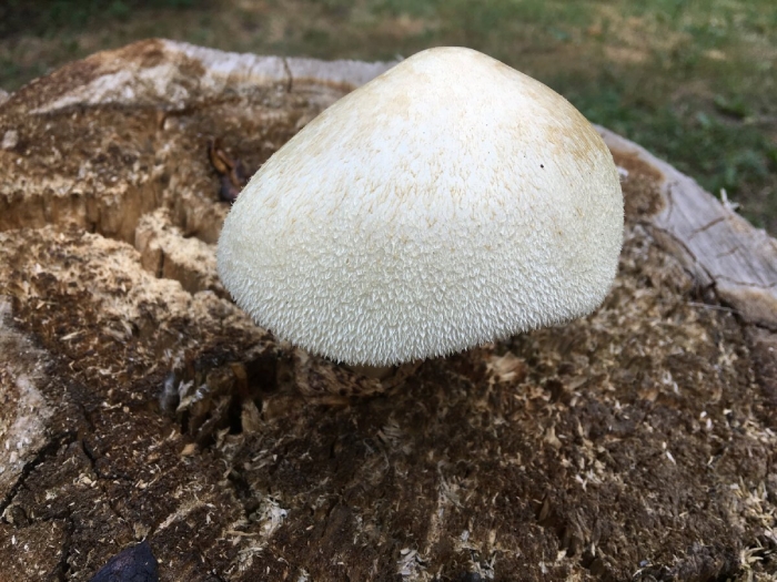 Белый мохнатый гриб ежовик