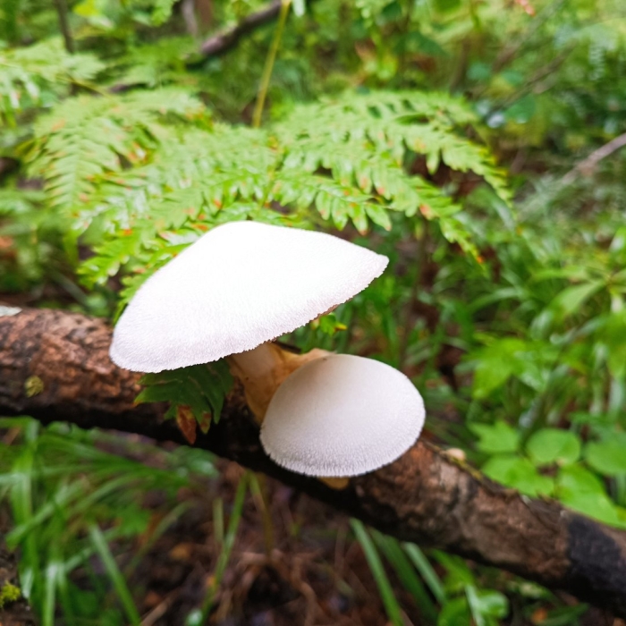 Вольвариелла шелковистая