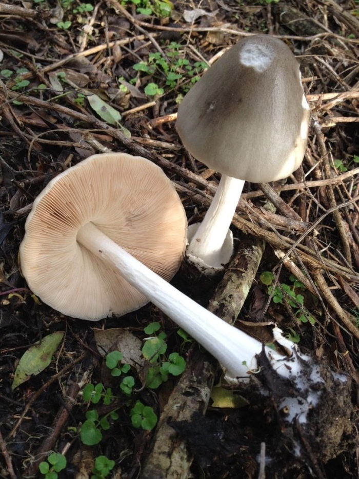 Volvopluteus gloiocephalus