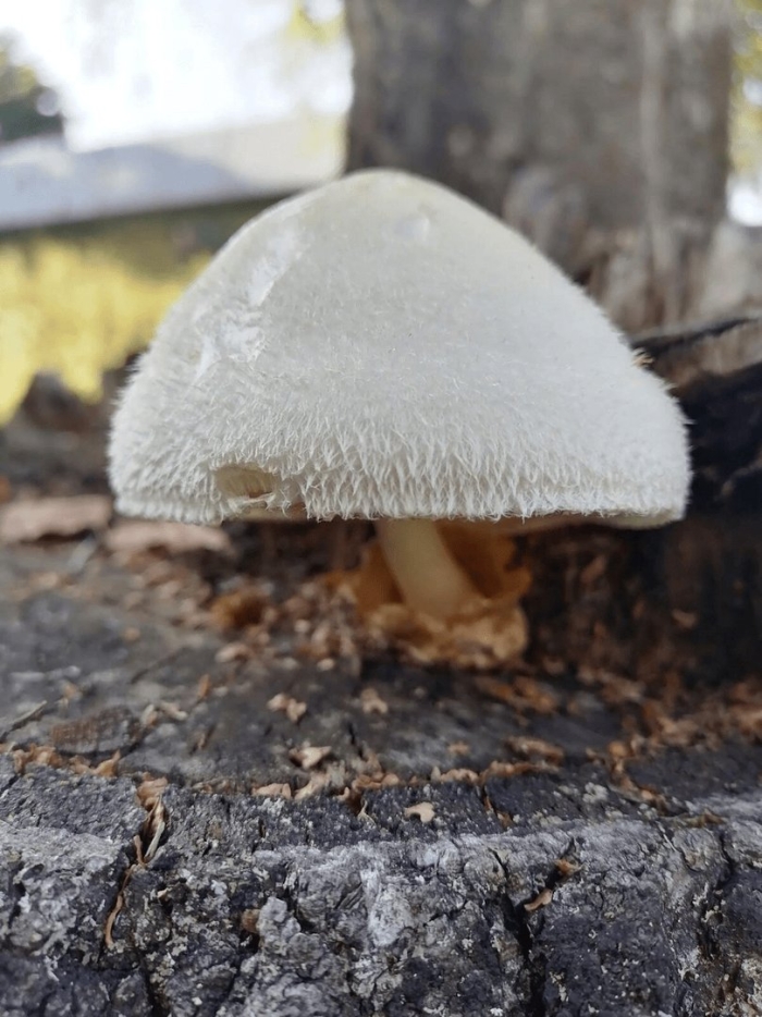 Вольвариелла шелковистая гриб