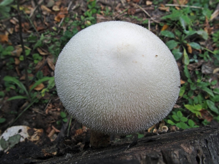 Гриб вольвариелла шелковистая