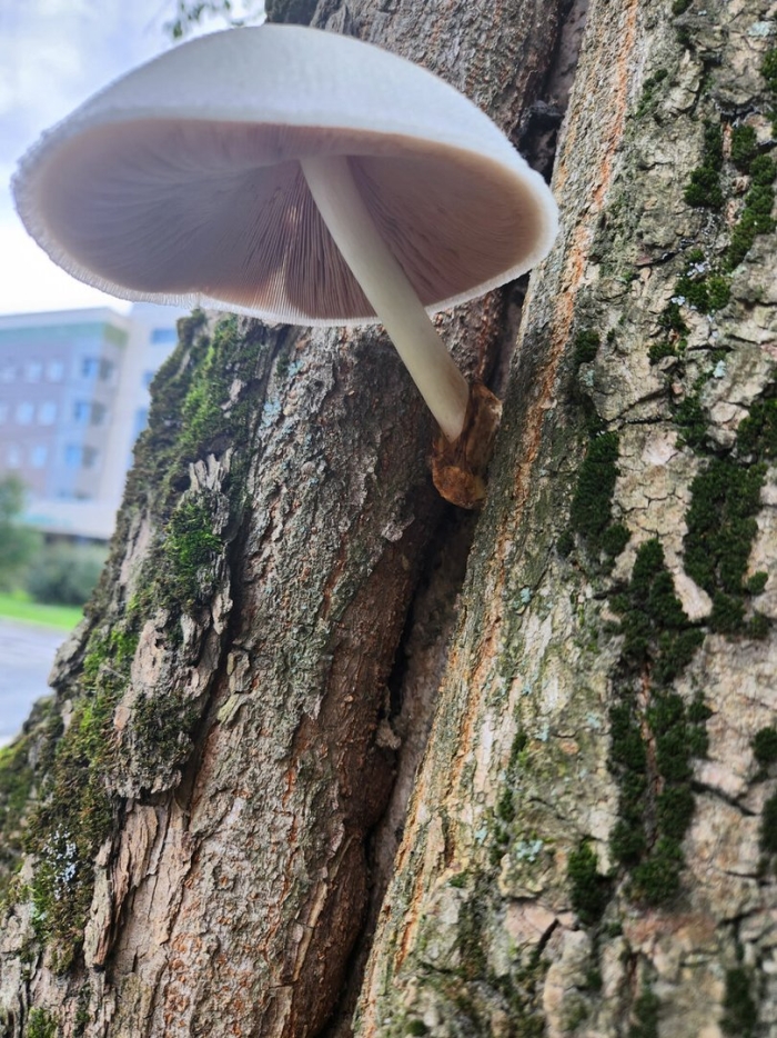 Вольвариелла шелковистая гриб