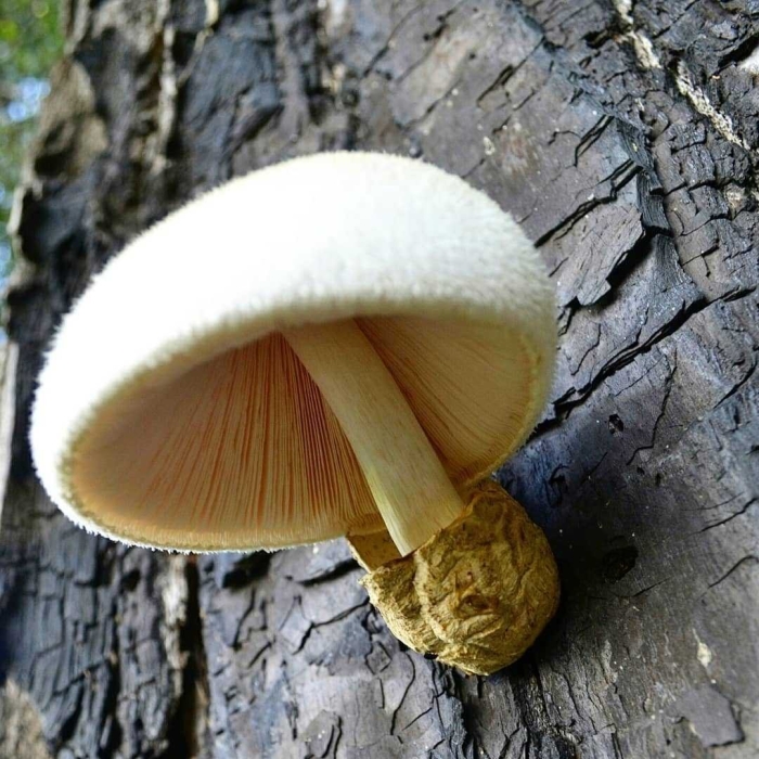 Вольвариелла шелковистая гриб