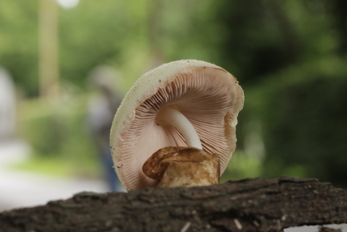 Гриб древесный