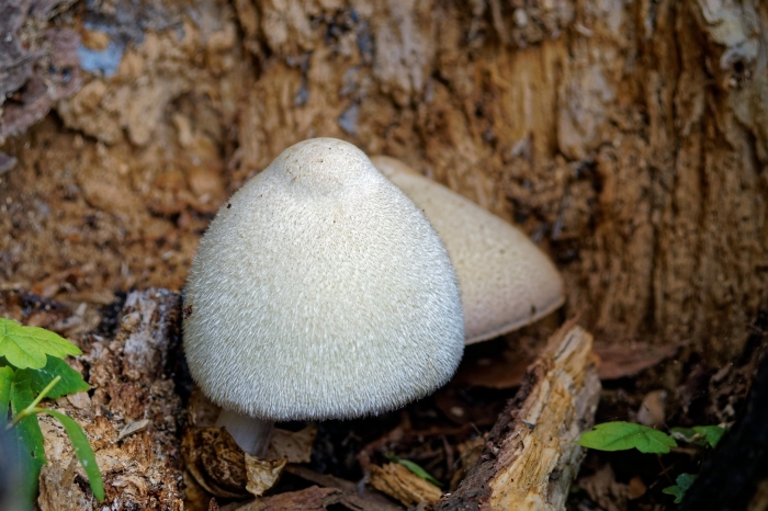 Volvariella bombycina