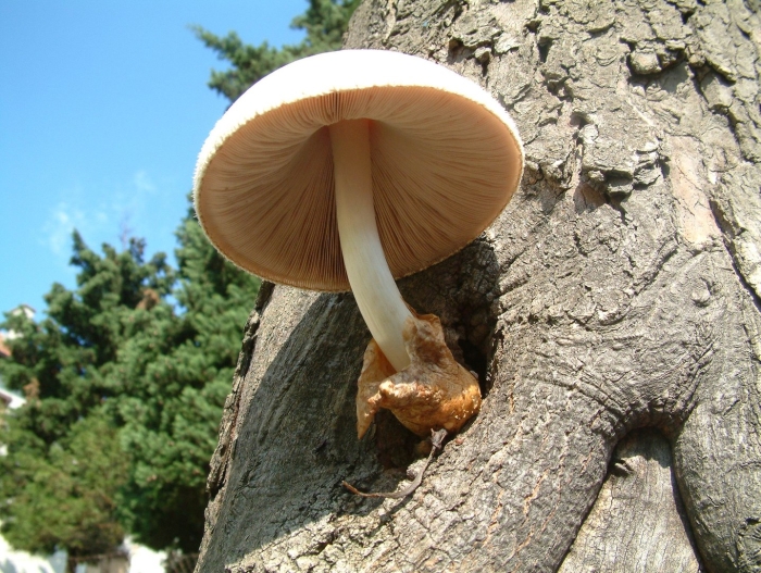 Volvariella bombycina