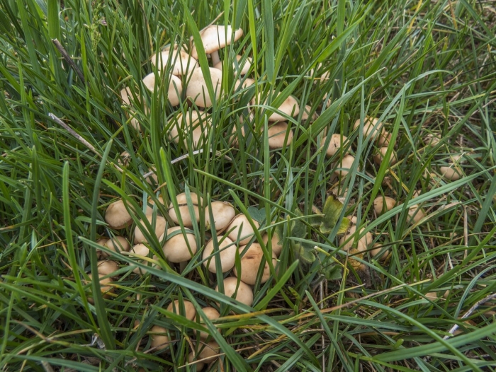 Опёнок луговой съедобный