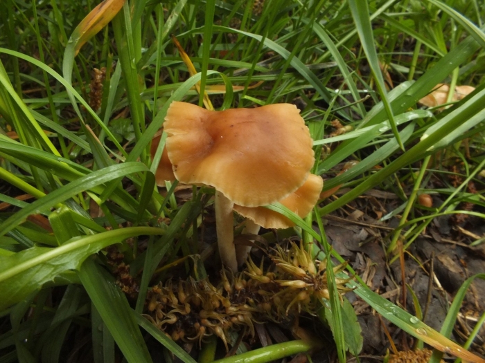 Опята луговые ложные