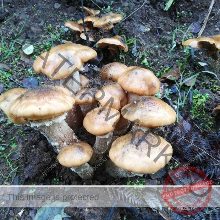 Луговые опята съедобные рядовки