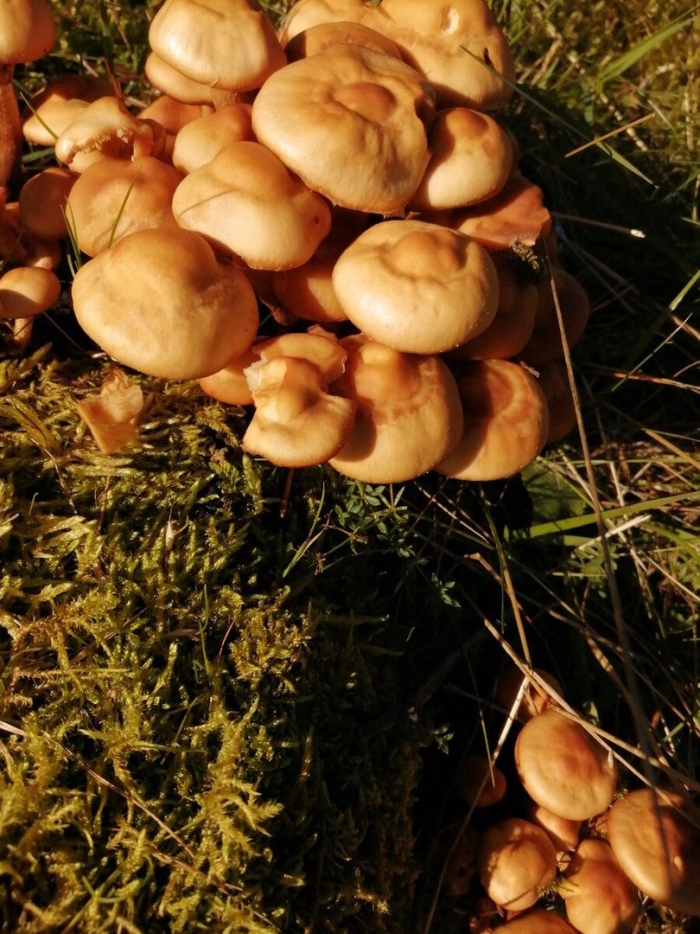 Летний опенок kuehneromyces mutabilis