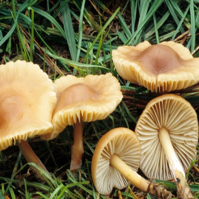 Ложные луговые опята