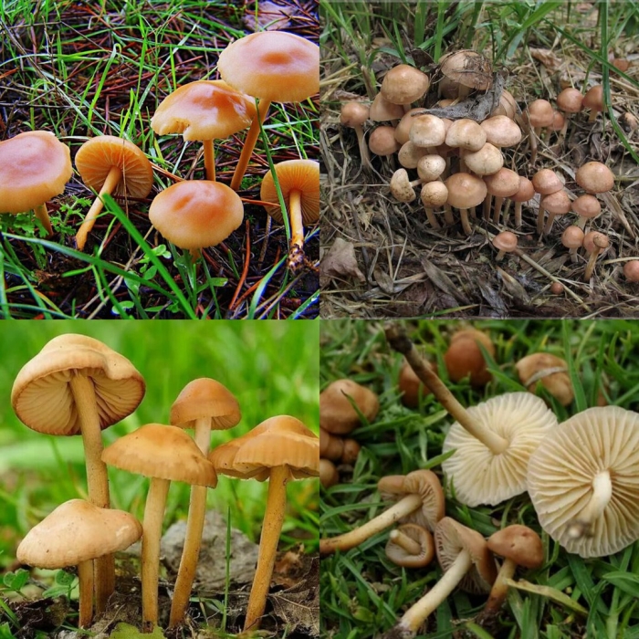 Опенок луговой marasmius oreades