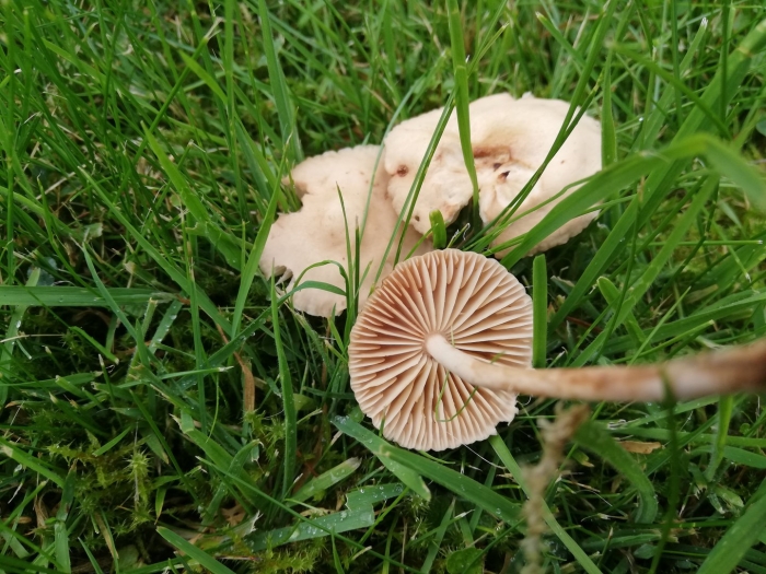 Опенок луговой marasmius oreades