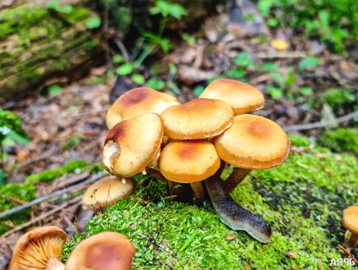 Гриб ложные опята