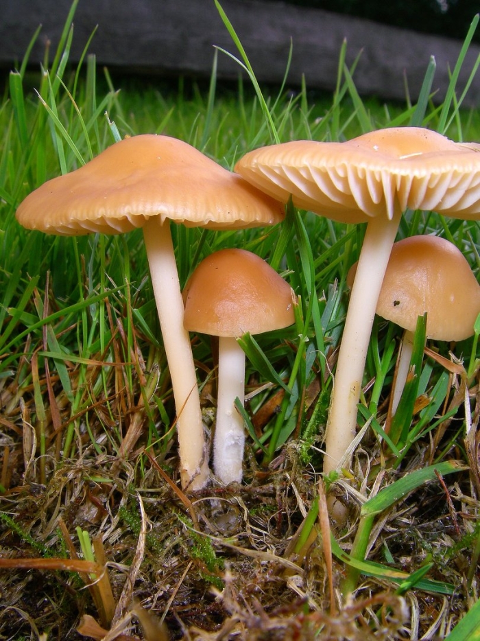 Гигроцибе коническая (hygrocybe conica)