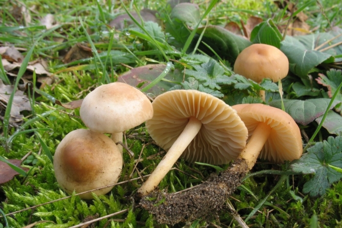 Марасмиус луговой опенок