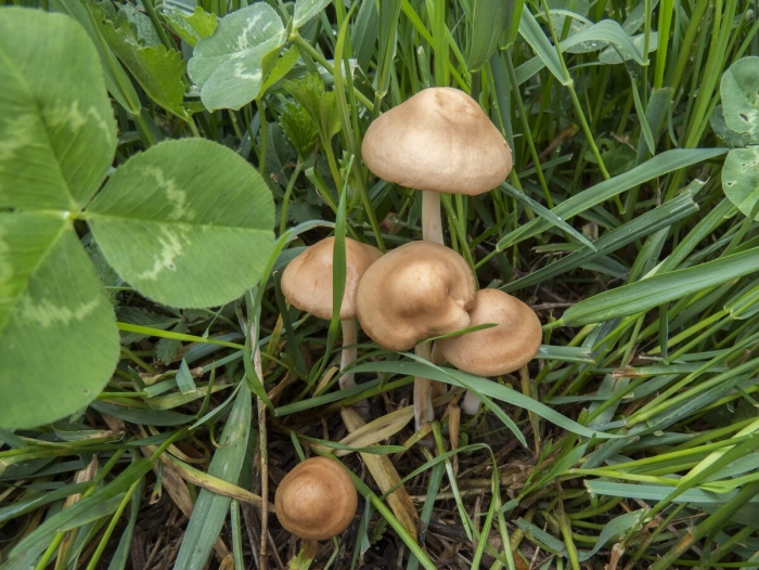 Опенок луговой marasmius oreades