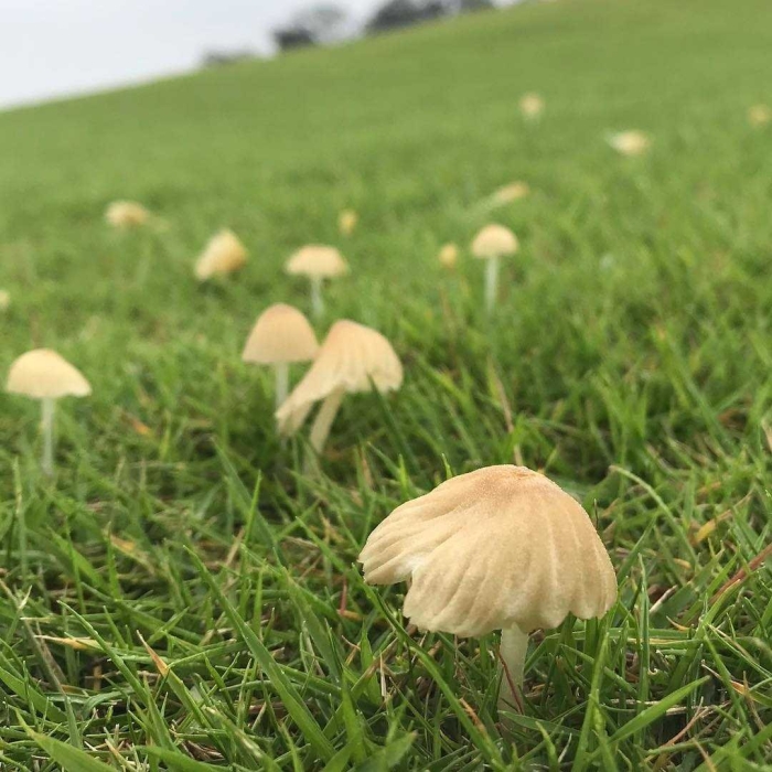 Луговые грибы