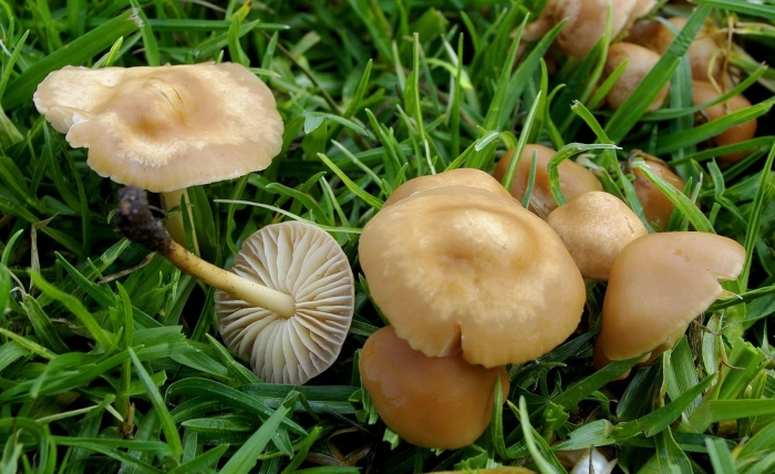 Опенок луговой marasmius oreades