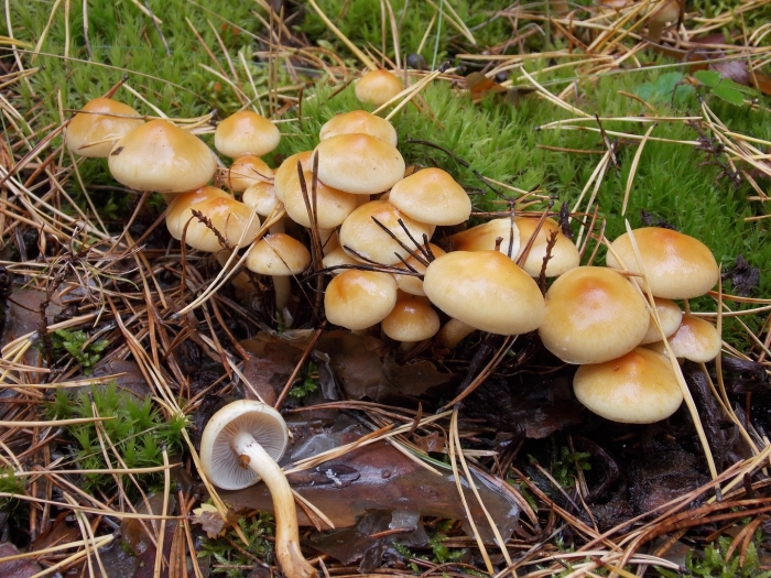 Ложный опенок серопластинчатый