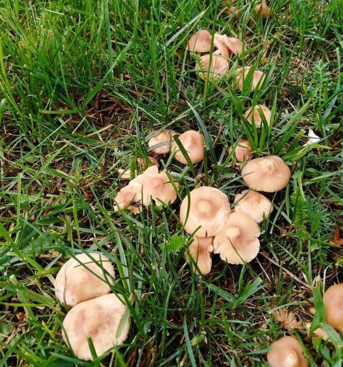 Опёнок луговой гриб