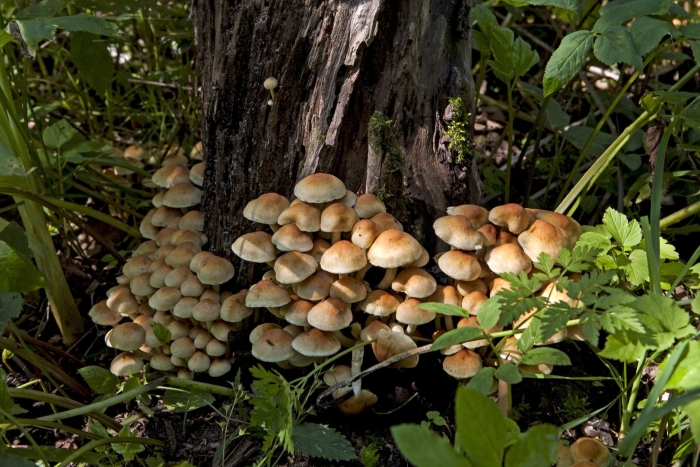 Опята луговые ложные