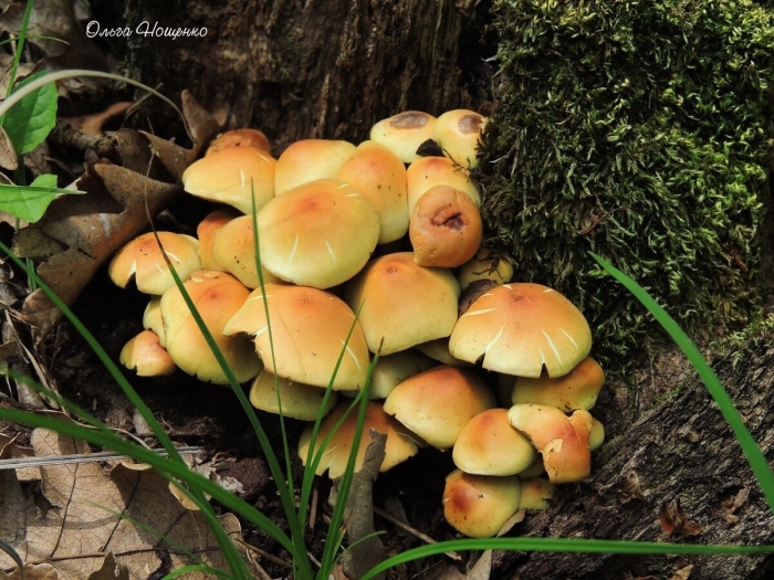 Ложноопёнок серно-жёлтый