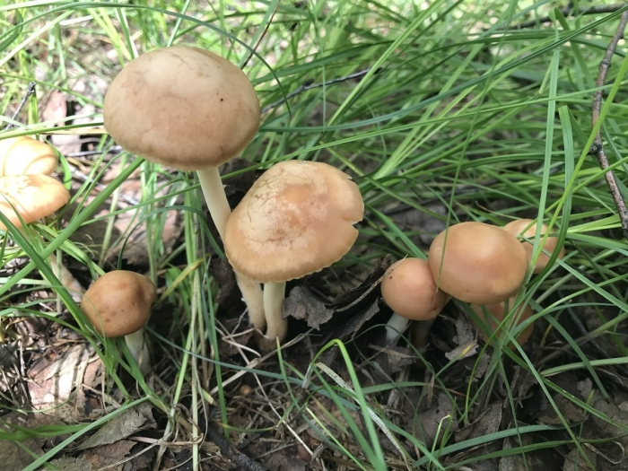 Опята луговички