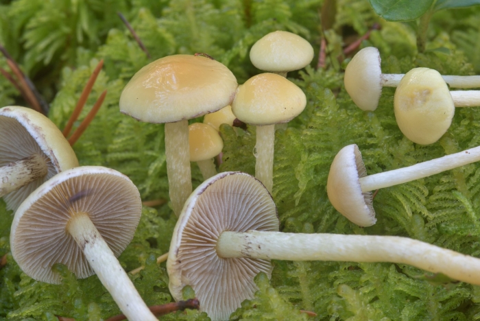 Ложноопёнок серопластинчатый