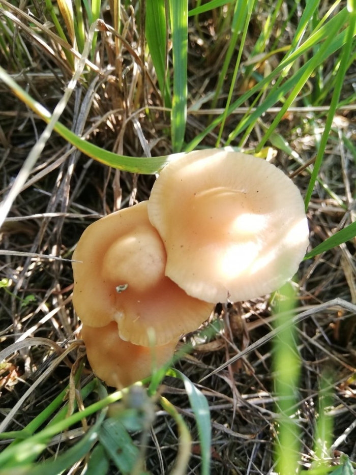 Опенок луговой негниючник