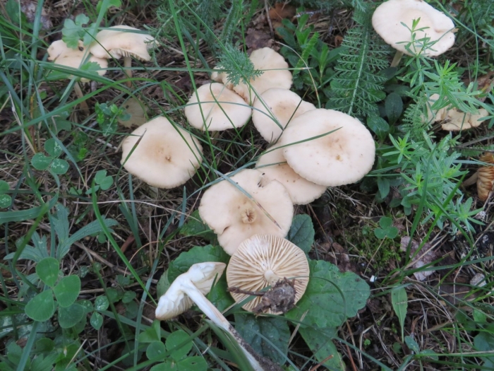 Опенок луговой marasmius oreades