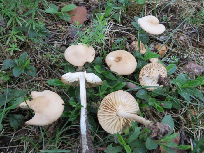 Опенок луговой marasmius oreades