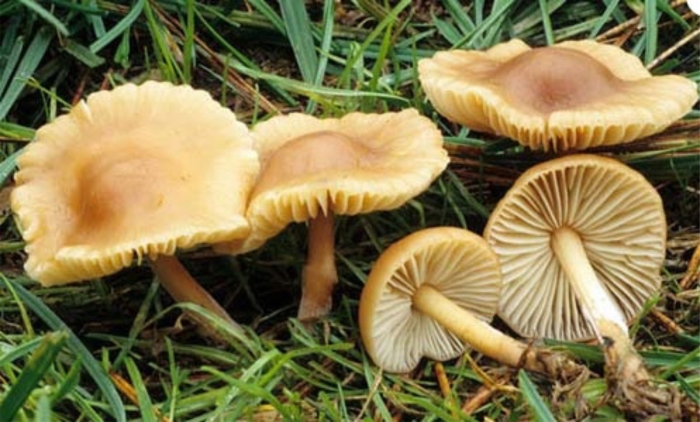 Опенок луговой marasmius oreades