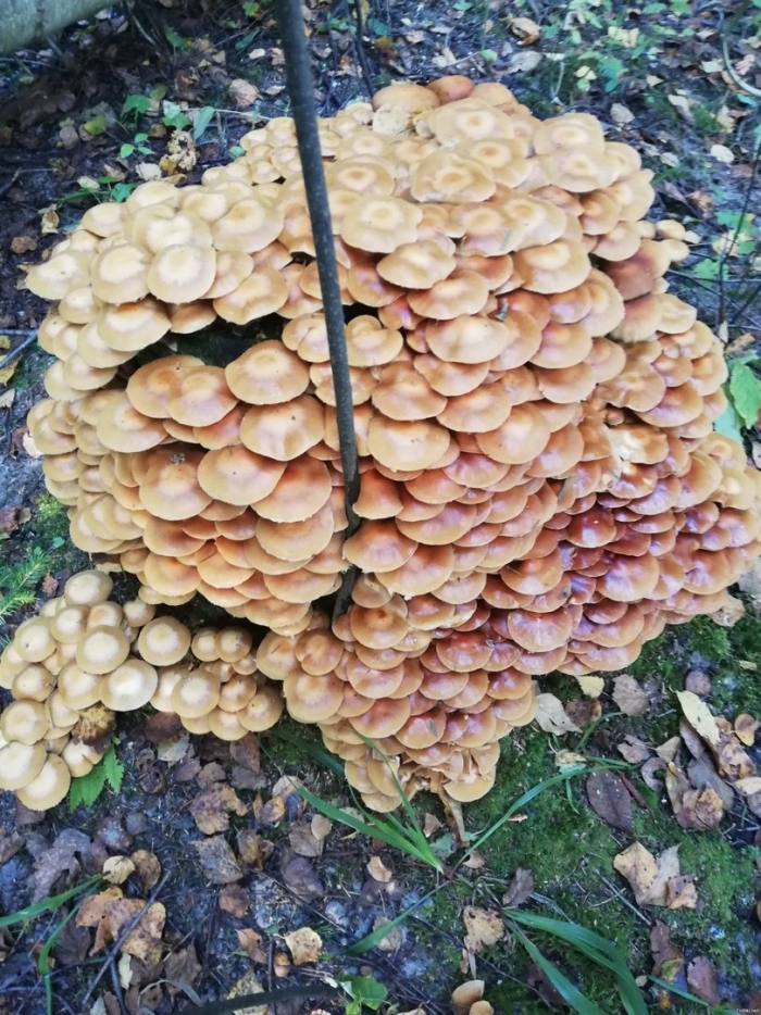 Гриб опёнок осенний