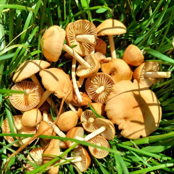 Гриб опенок луговой