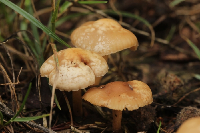 Опенок луговой негниючник