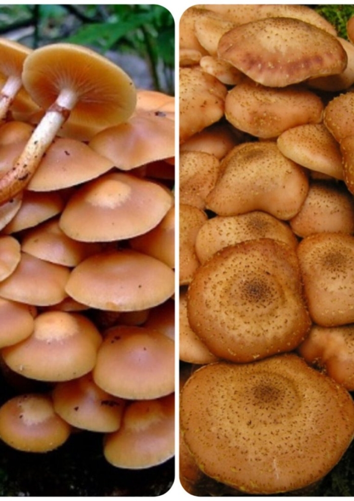 Ложная опята