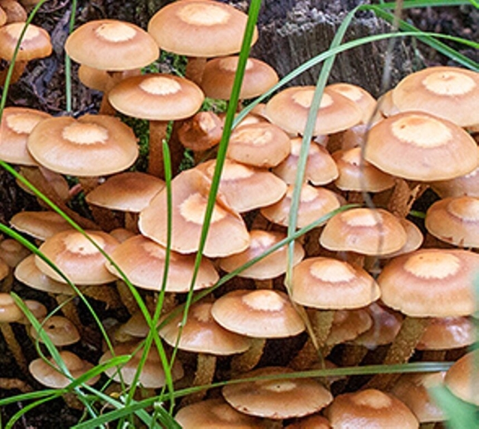 Гриб галерина окаймленная