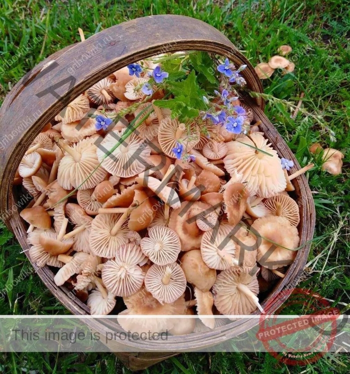 Полевые опята